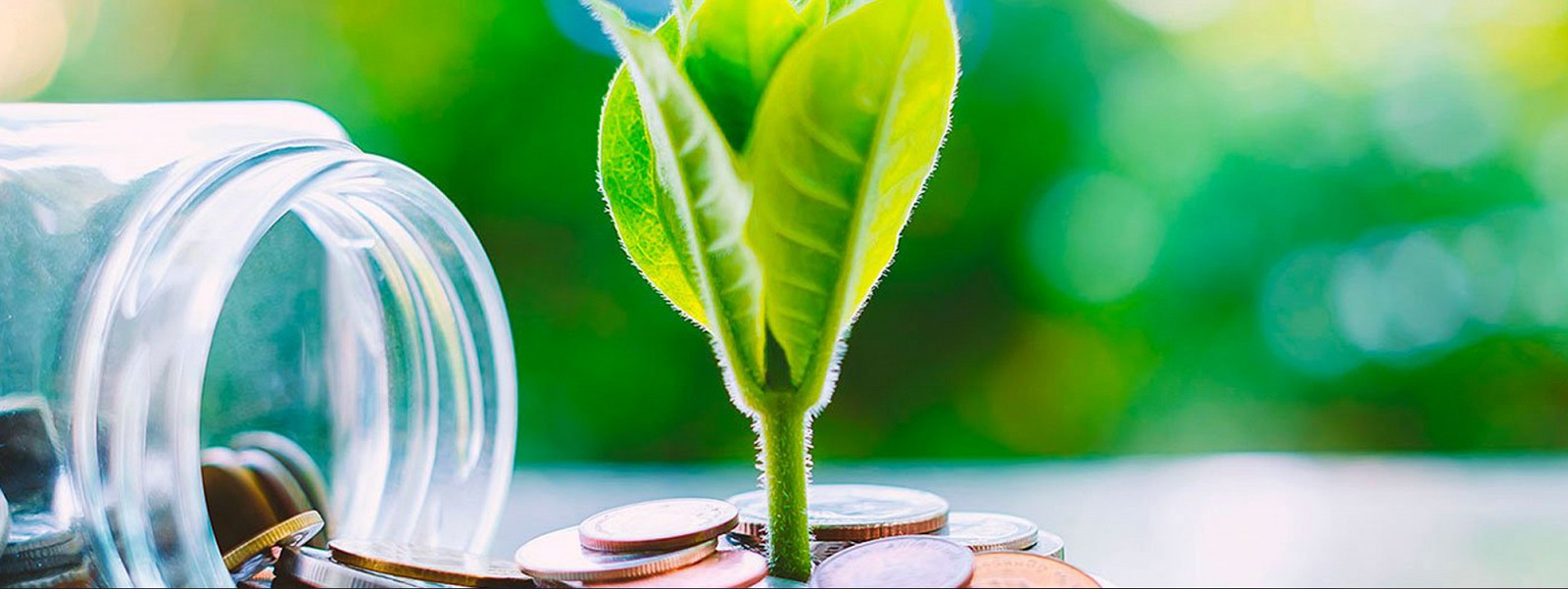 ELECNOVA SFR-SVG MODULE